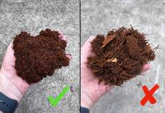 Tezula Plants soft fluffy texture showing airy tree fern fibers around roots.