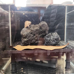 Aquarium scene featuring Tfwadmx stones for a layered aquascape.