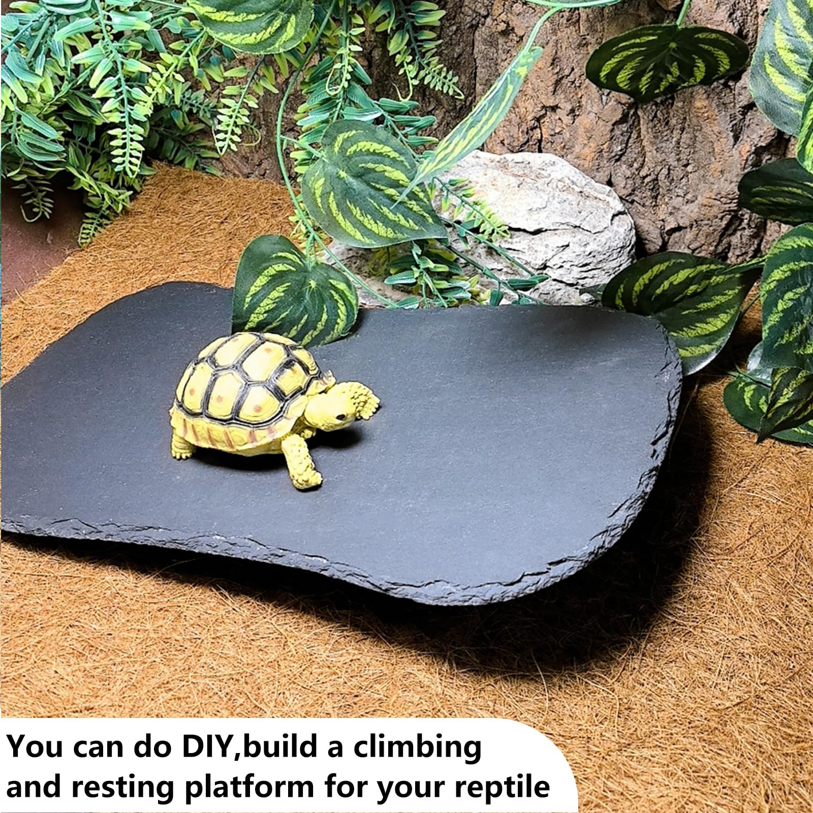 Tfwadmx snake and frog enclosure rock dish for multi-use setup.
