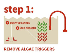 Hardscape-friendly formula helps maintain clarity around rocks and wood without disruption.