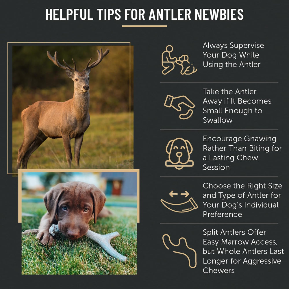 The Antler Box chews highlight calcium and phosphorus minerals.