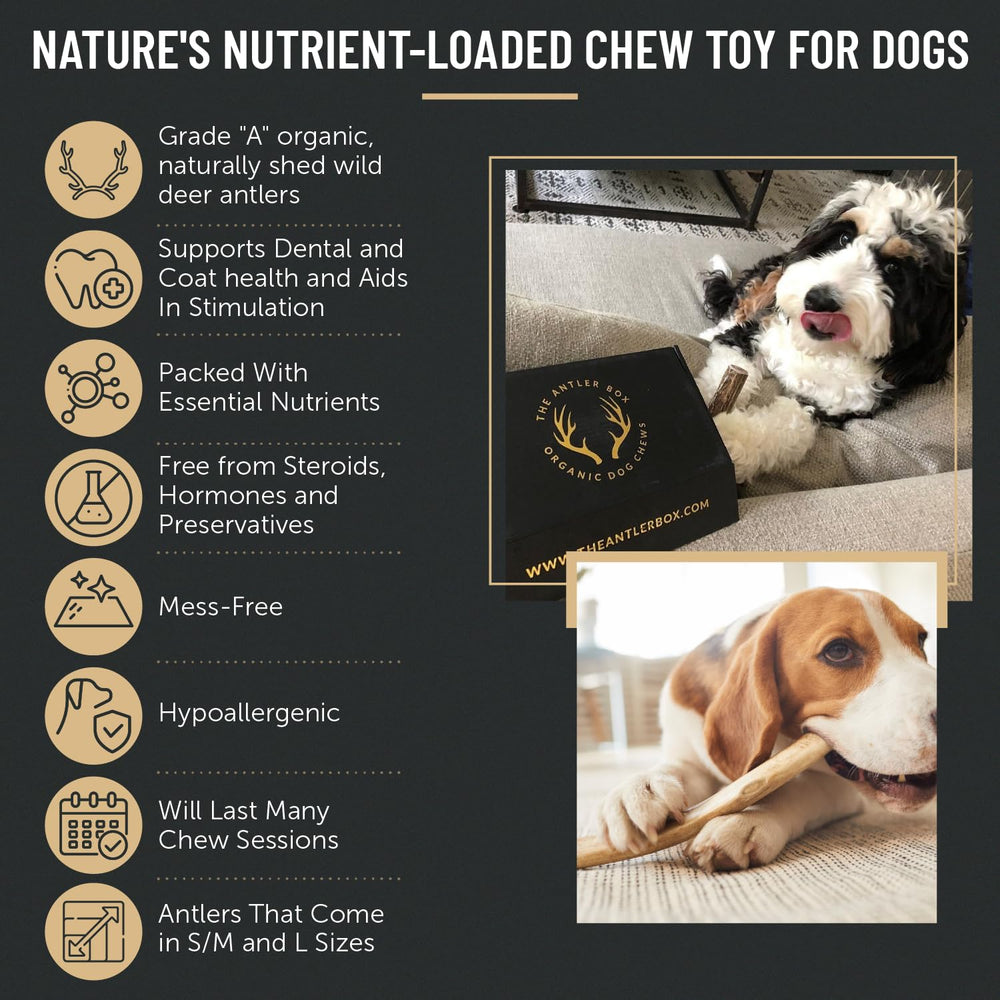 The Antler Box dog chewing action demonstrates durability.