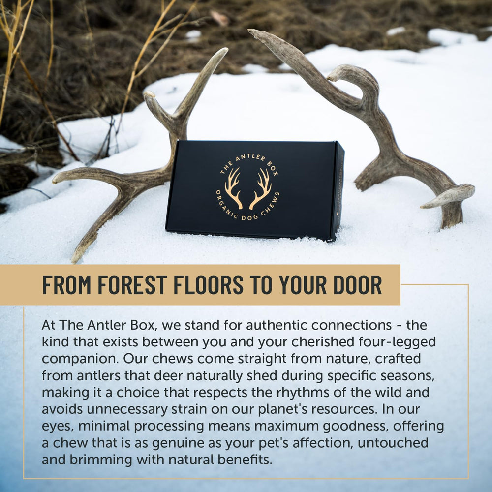 The Antler Box natural shedding origin, wild deer chews.