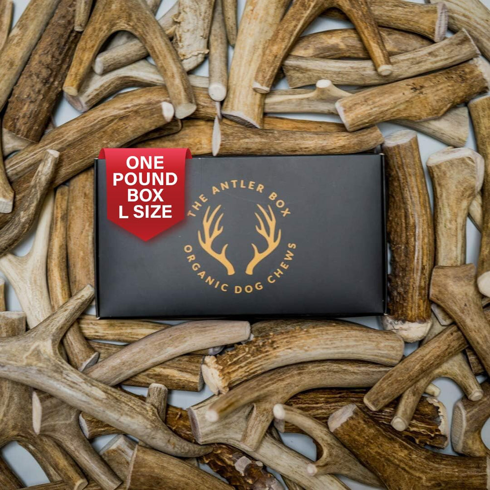 The Antler Box Premium deer antler chews, 1 lb bulk pack, long-lasting chewing.
