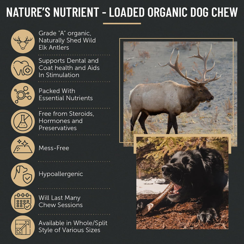 The Antler Box elk antler chews large 3-piece set for bigger chewers.