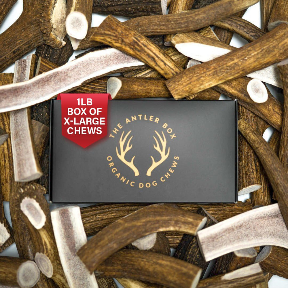 The Antler Box Premium elk antler chews in a 1lb box for dogs
