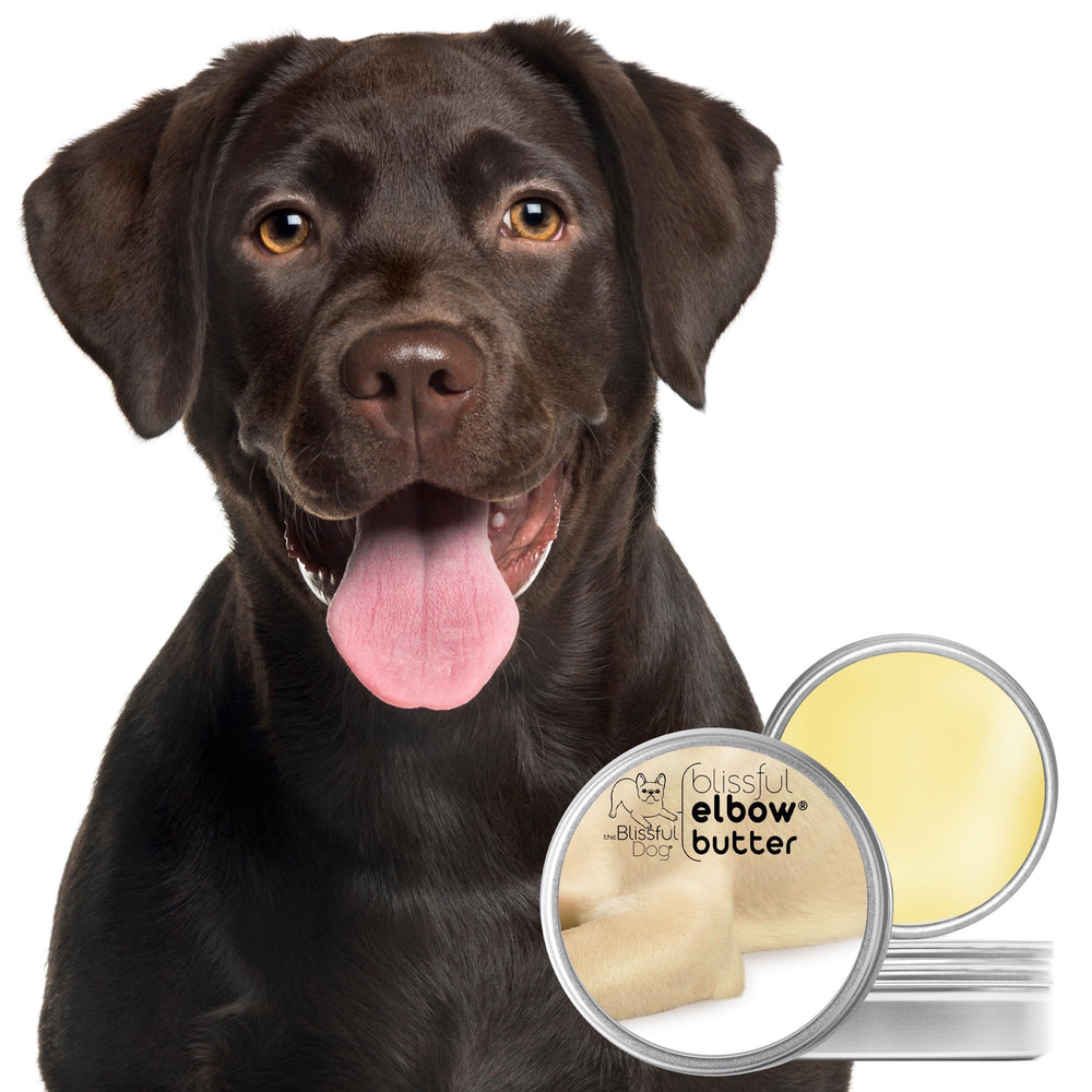 Close-up of The Blissful Dog Elbow Butter creamy texture for quick absorption.