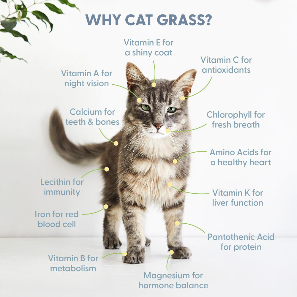 The Cat Ladies 4-inch cat grass ready image demonstrates fresh greens for cats.