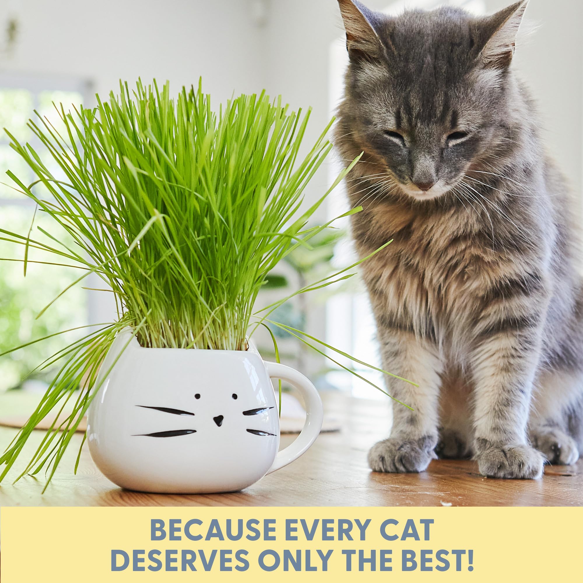 The Cat Ladies gift-ready packaging makes a thoughtful cat lover present.