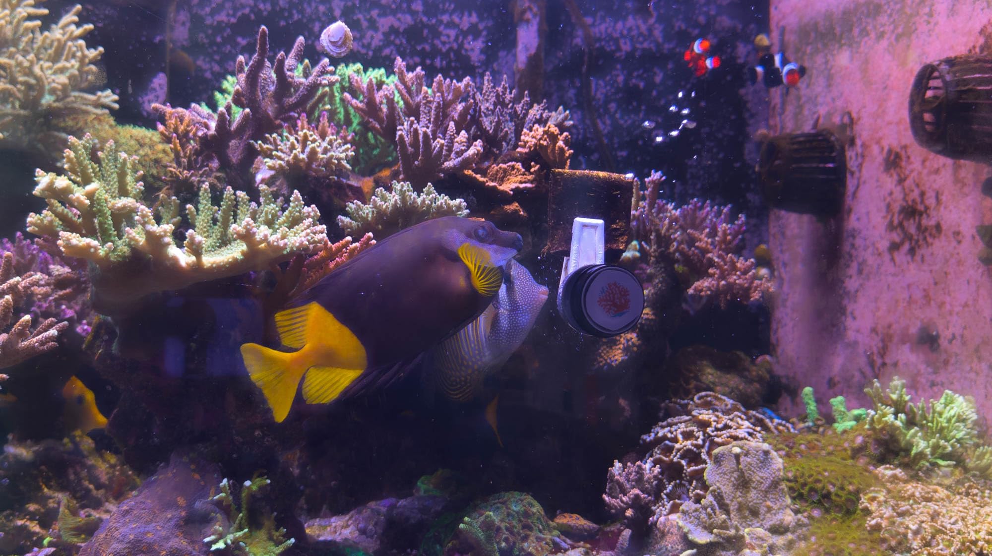 Tang and angelfish enjoy The Coral Ranch nori sheets during grazing.
