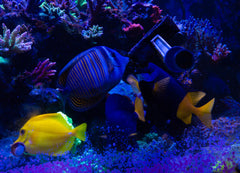 The Coral Ranch nori sheet in tank feeding setup for herbivores and omnivores.