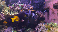 Resealable pack keeps The Coral Ranch nori fresh between feedings.