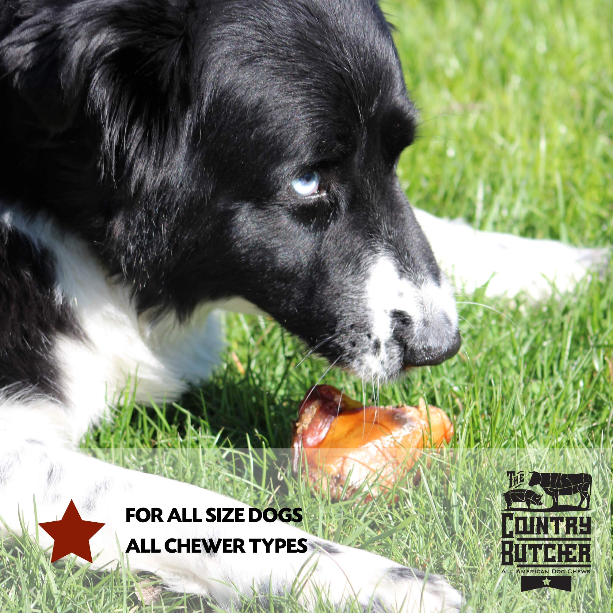 The Country Butcher beef knee caps serve dogs of all sizes illustrating versatile use.