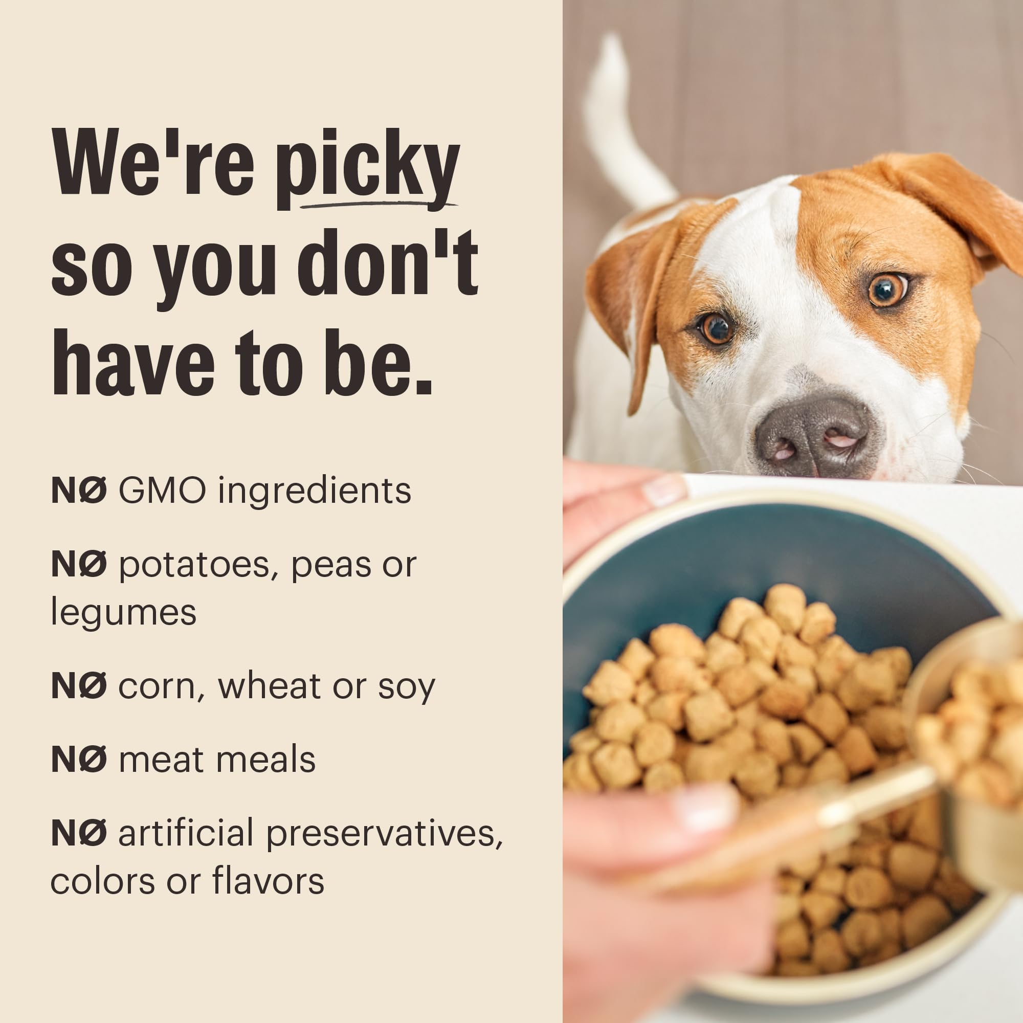 The Honest Kitchen Puppy meal serving bowl highlights balanced nutrition for meals.