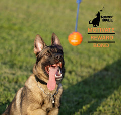 Nero Ball Pro high-visibility orange aids quick spotting during fetch.