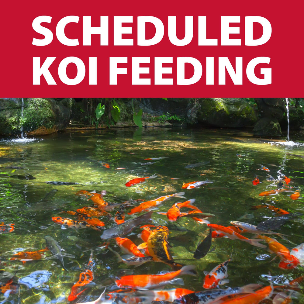 The Pond Guy KoiGrower animal-proof lid close-up shows pest-resistant storage.