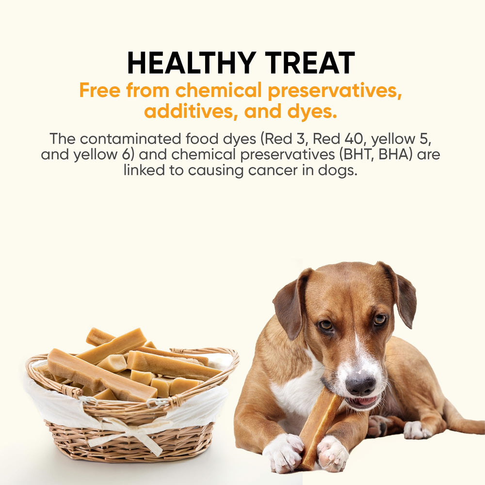 The Safe Dog Chew Company no-chunks chew promotes safe, satisfying gnawing sessions
