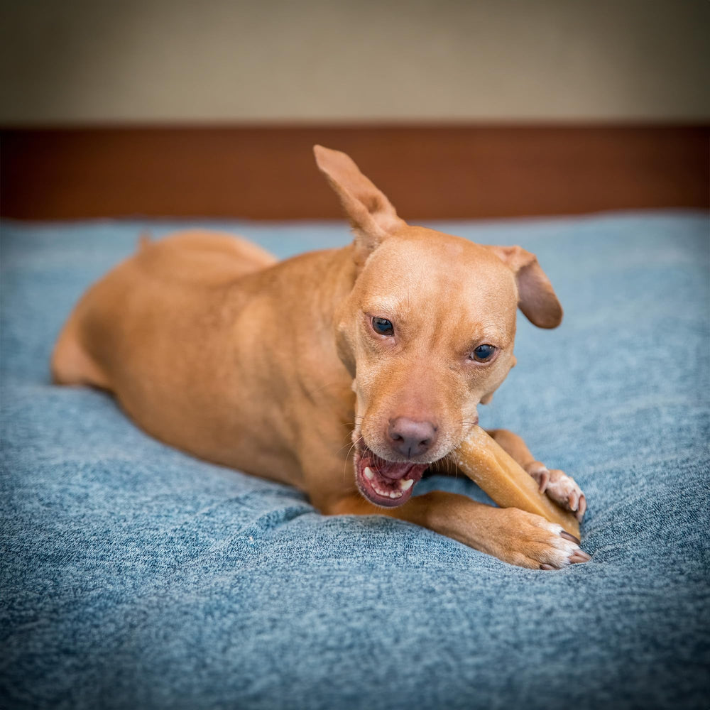 The Safe Dog Chew Company XLarge cheese chew – no artificial dyes, natural flavor for dogs.
