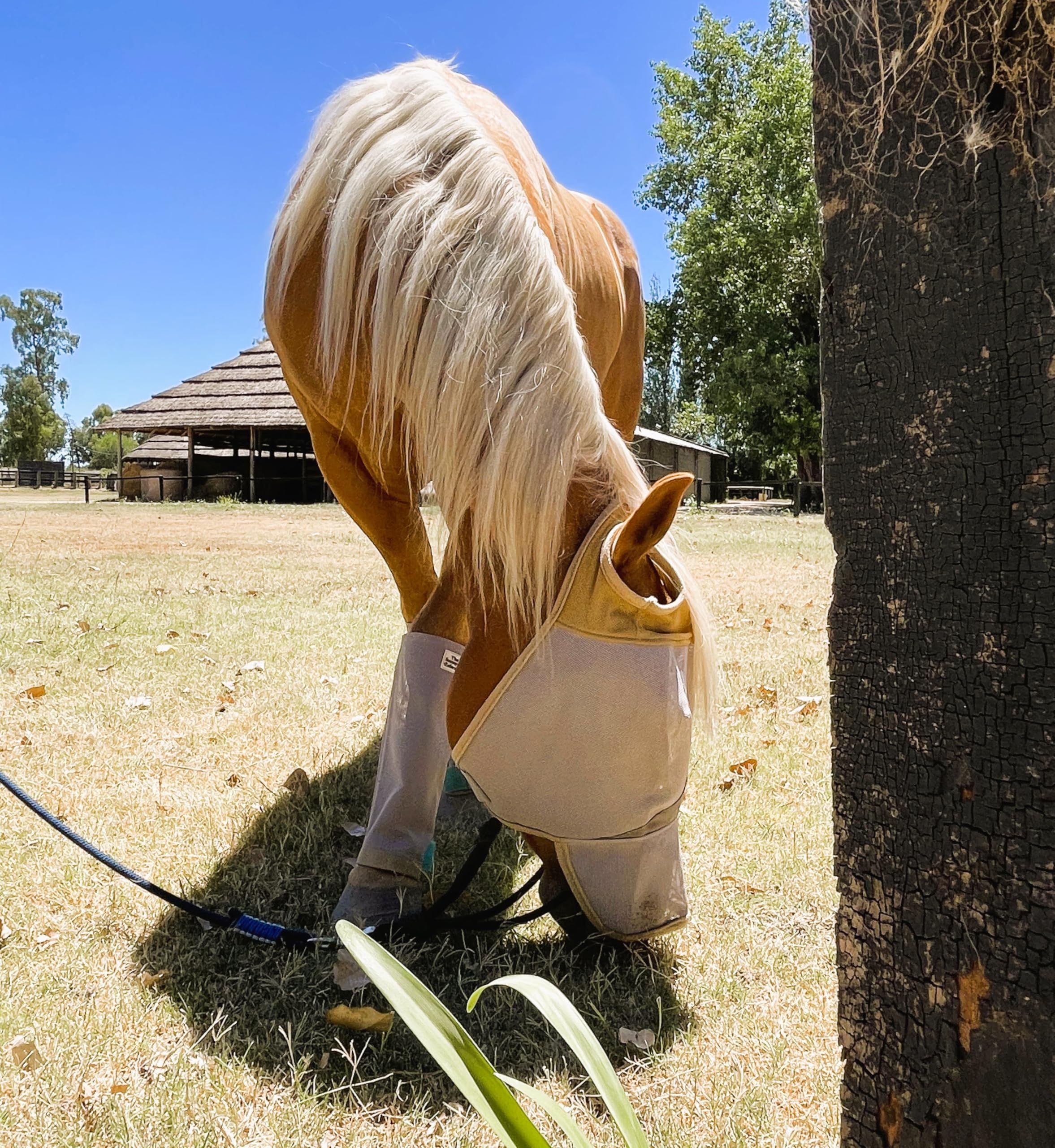 The Sunny Zebra mask shown on a horse demonstrates all-day protection.