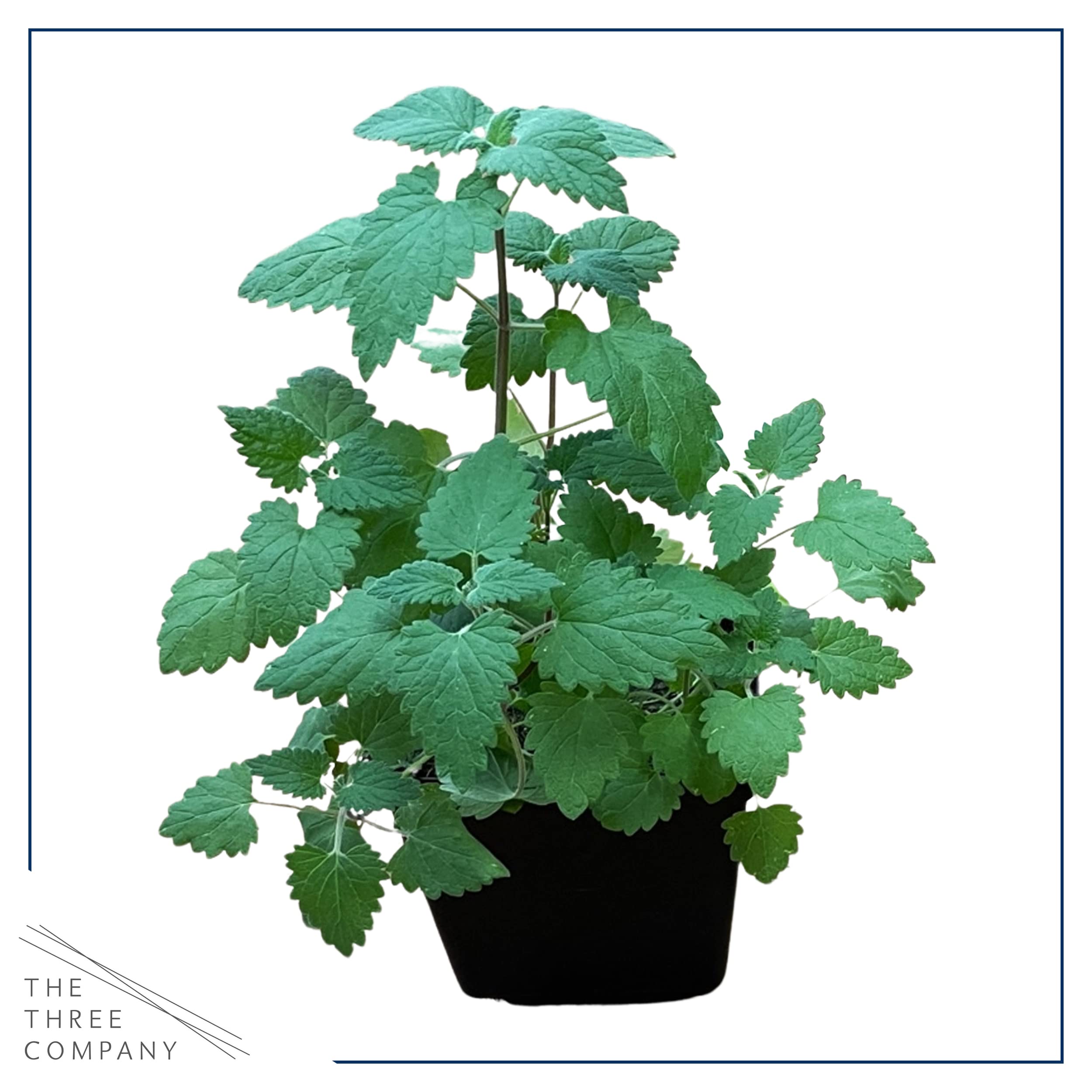 The Three Company live catnip nepeta leaves offering aromatic stimulation and play prompts.