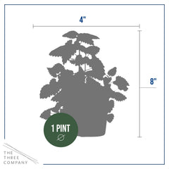 The Three Company live catnip nepeta stem highlighting fresh scent for interactive fun.