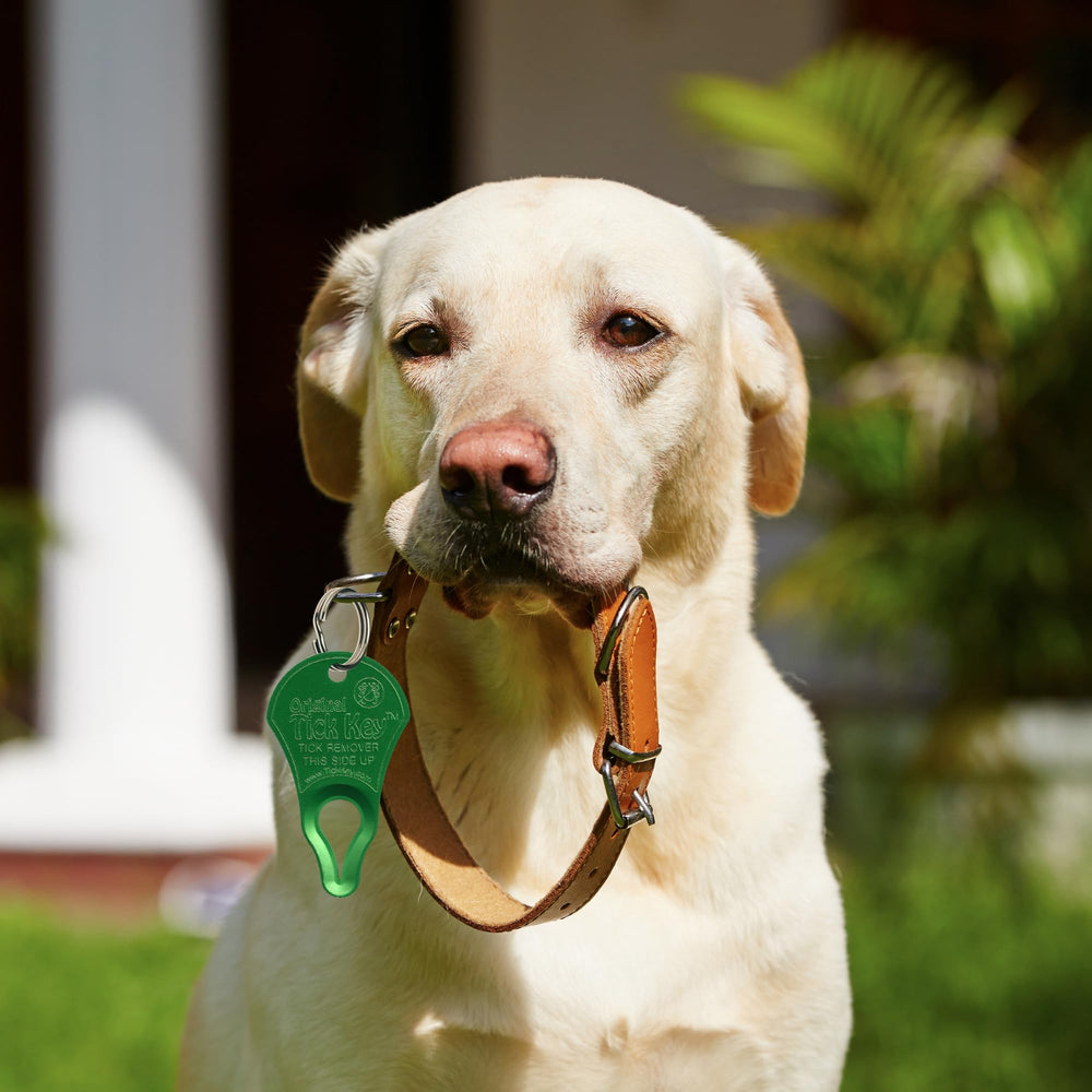 The Tick Key tick removal tool with pets and humans in mind.