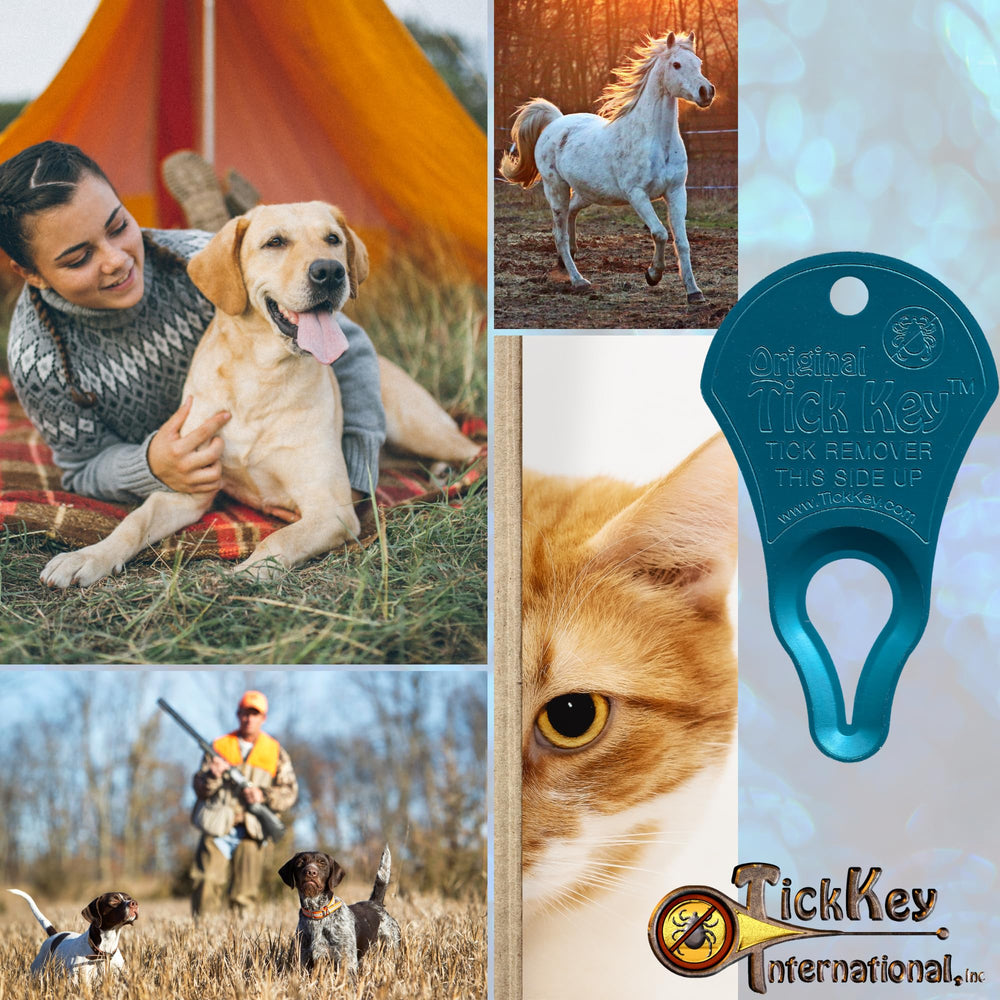 The Tick Key pet detick application enables quick pet tick removal.