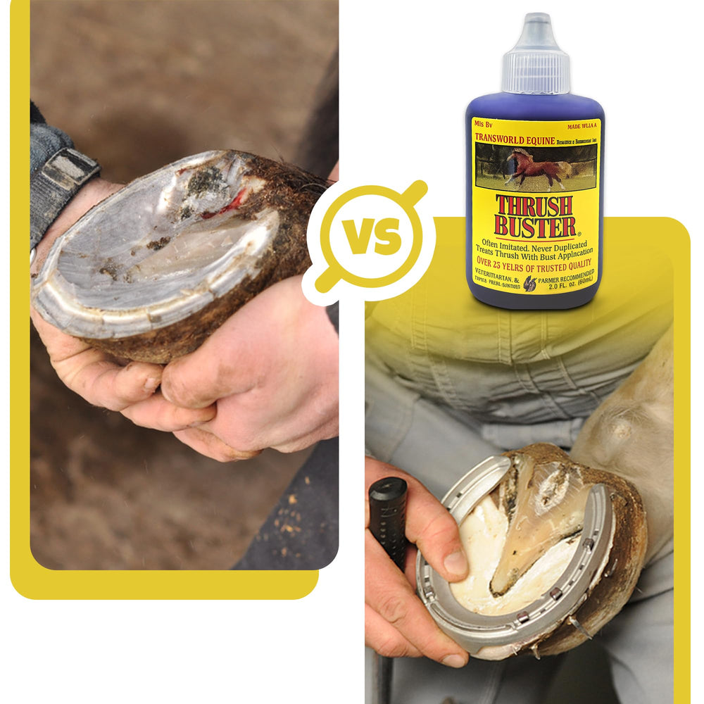 Farrier applying Thrush Buster during routine hoof maintenance