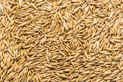 Thunder Acres oat seed 5-lb bag front view; non-GMO and certified organic for versatile pet meals.