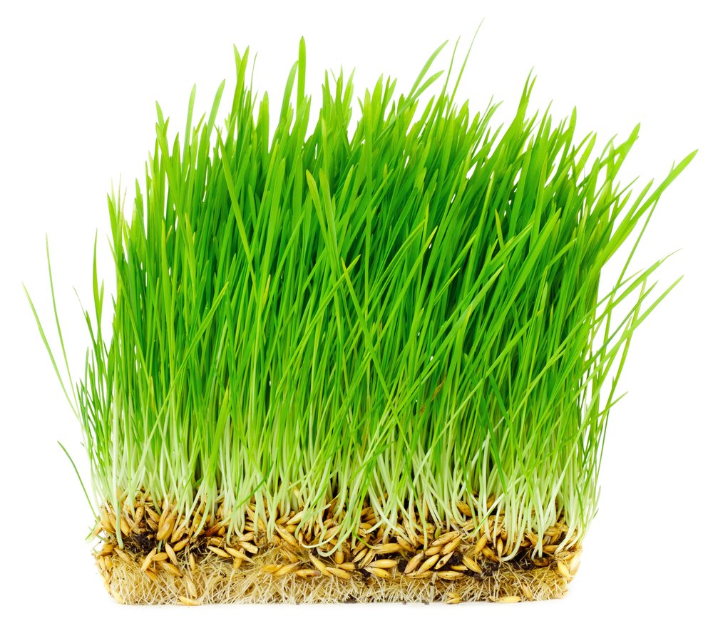 Thunder Acres oat seed packaging, USA-grown, trusted organic ingredients.