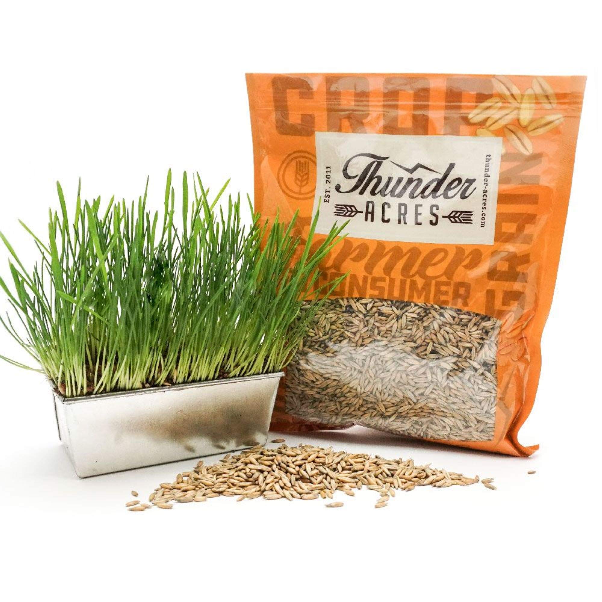 Thunder Acres oat seed in pet bowl showing versatile use.
