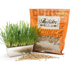 Thunder Acres oat seed in pet bowl showing versatile use.