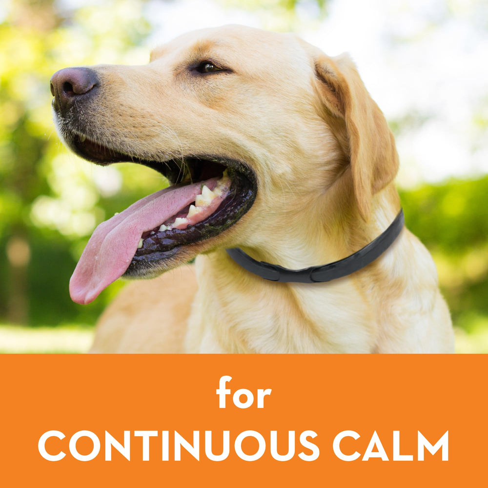 Dog under a storm with ThunderEase collar helping calm behavior.
