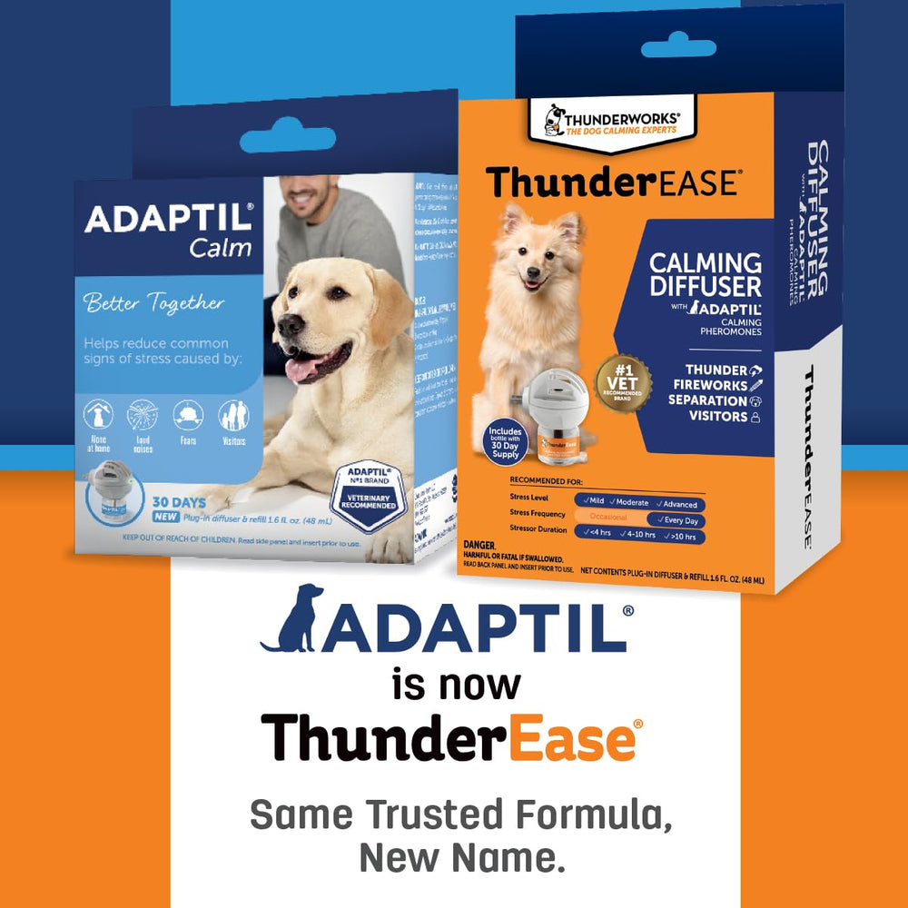 Cozy, pet-friendly space with ThunderEase diffuser ready for calm training.