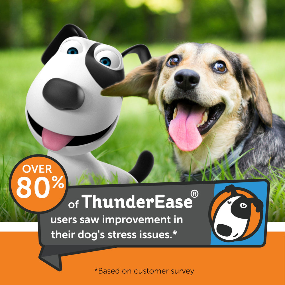 ThunderEase spray inside car to ease travel anxiety for dogs.