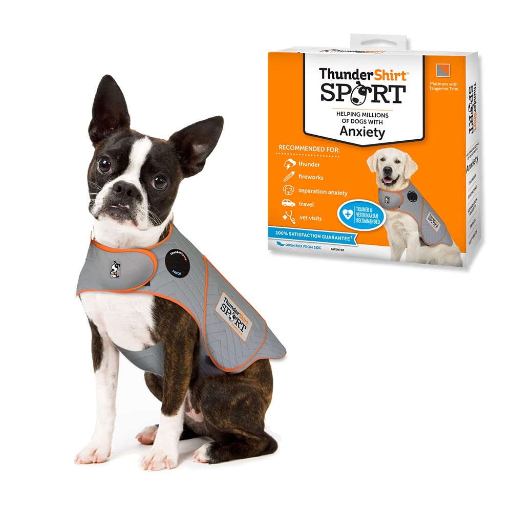 ThunderShirt XS Platinum SPORT front view on a small dog showing the calming wrap in action