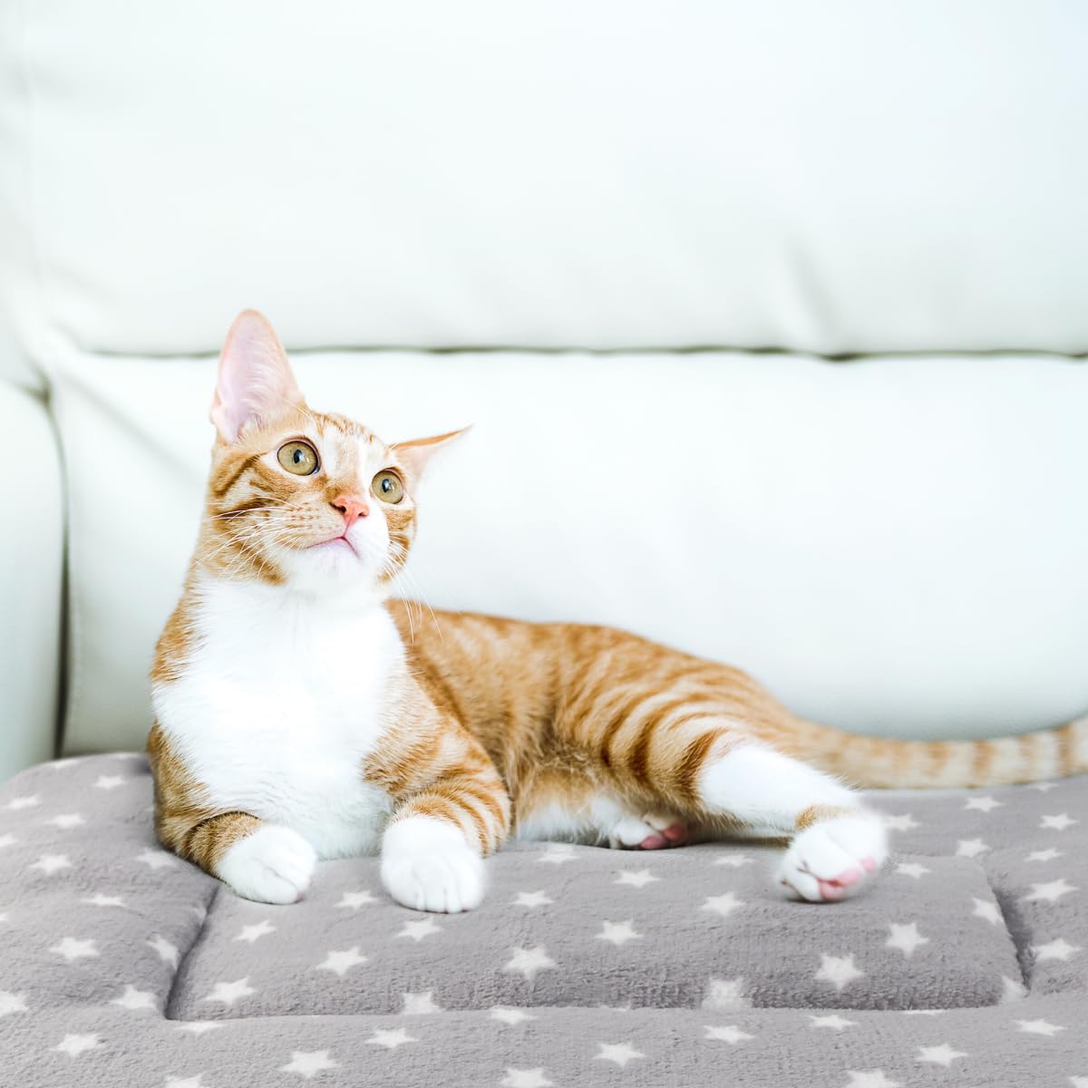 Tierrecare cat blanket in car seat example for on-the-go comfort.