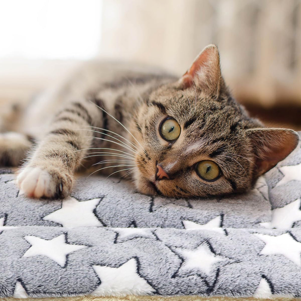Tierrecare cat blanket placed on sofa illustrating versatile lounging spot.