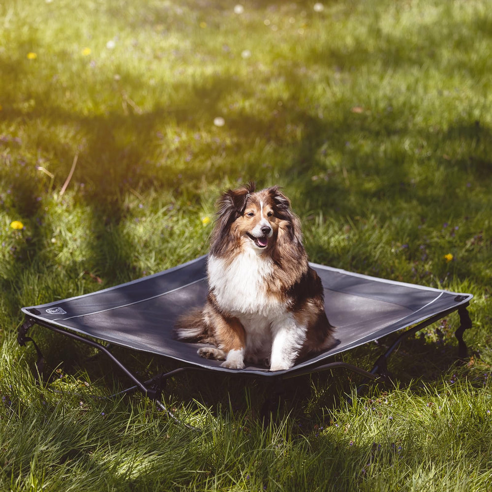 TIMBER RIDGE elevated-frame bed keeps dogs off the ground.