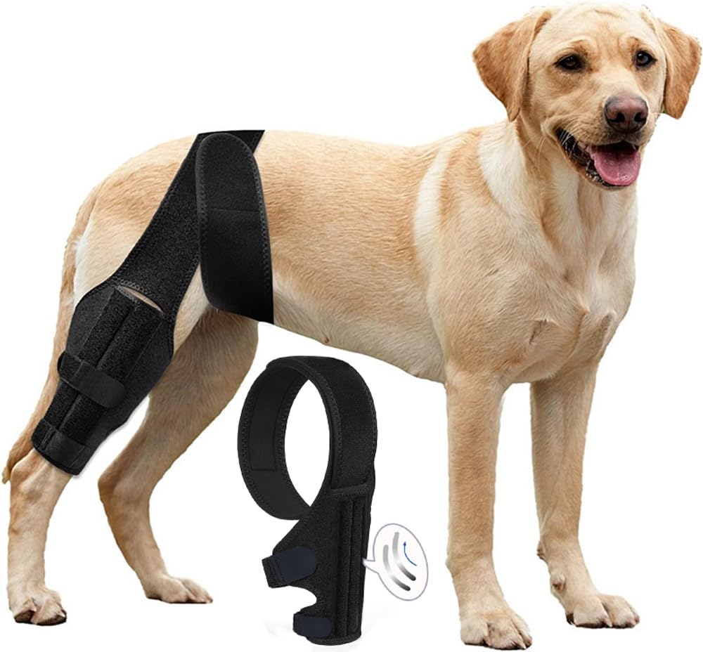 Tinzum L dog ACL knee brace on hind leg during walk provides daily support.
