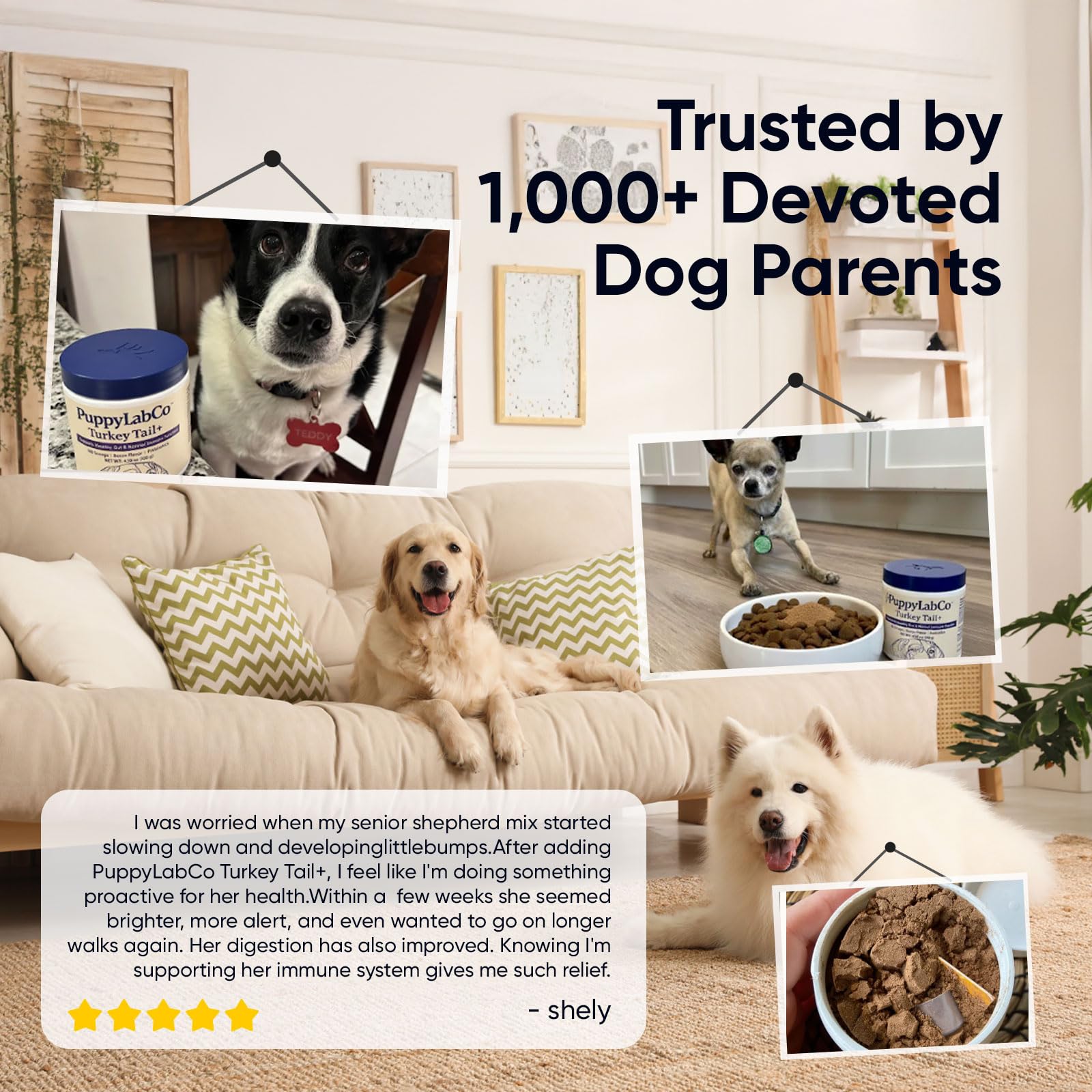 TOGOLIUN PuppyLabCo bacon flavor powder appealing to dogs during meals
