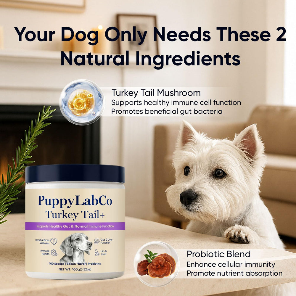 TOGOLIUN PuppyLabCo powder for dogs provides an energy-friendly boost