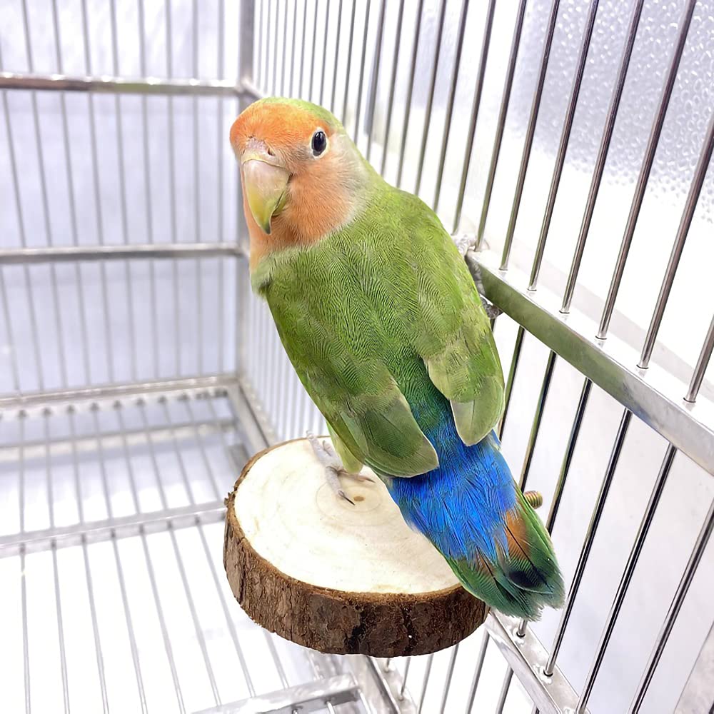 Tolmiow round bird stand platform for perching and exploration