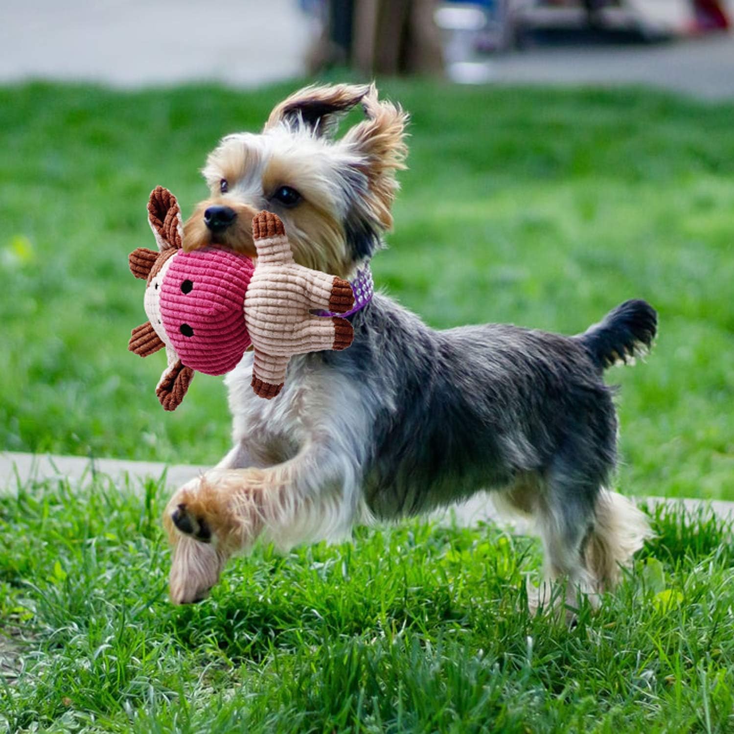 Toozey calf squeaky toy highlights soft texture and cute design for gentle play sessions.