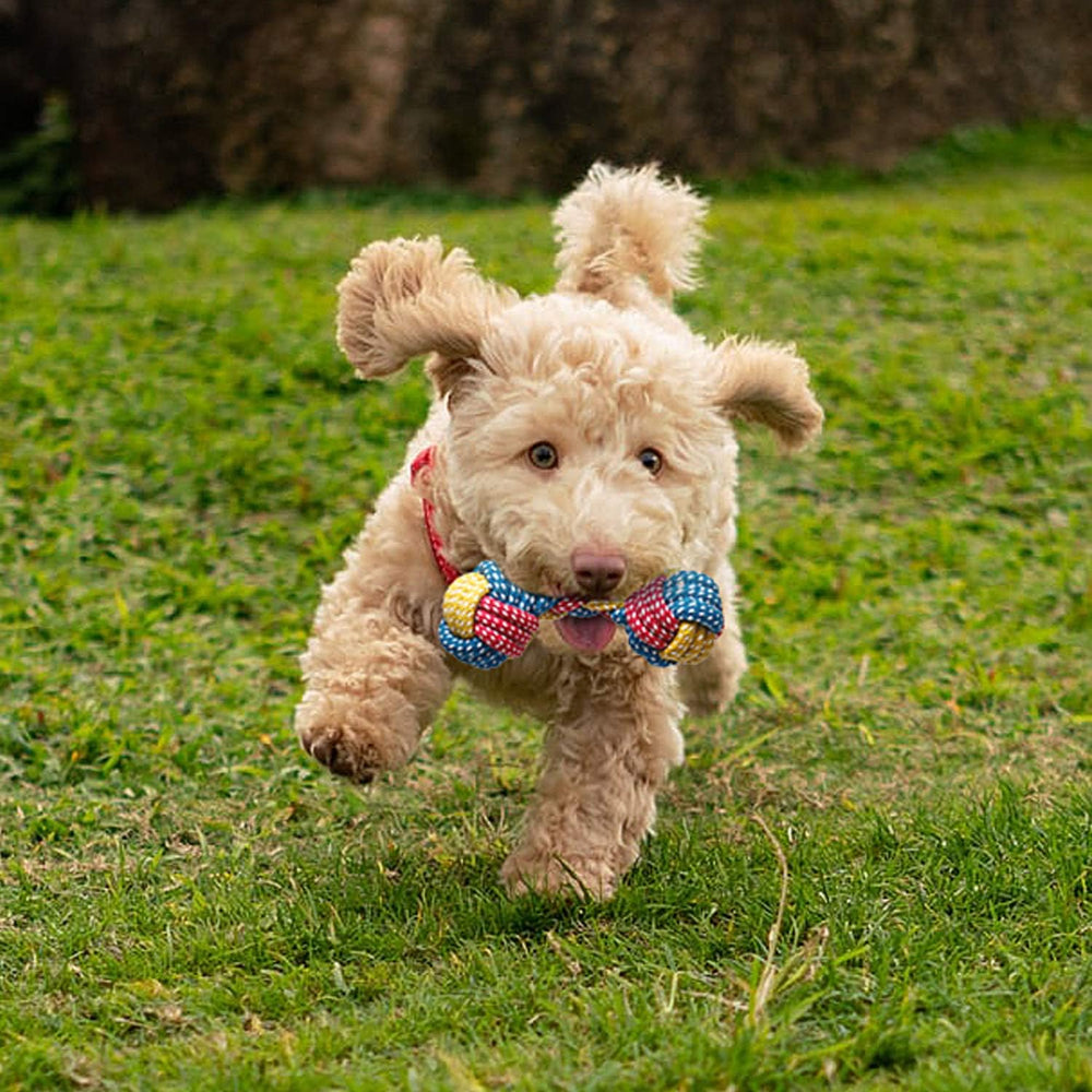 Toozey puppy toys meet variety needs and can help redirect chewing and reduce boredom.