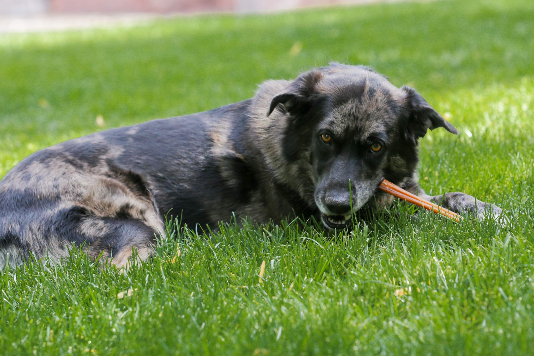 Top Dog Chews 10-pack chews provide a satisfying busy chew session