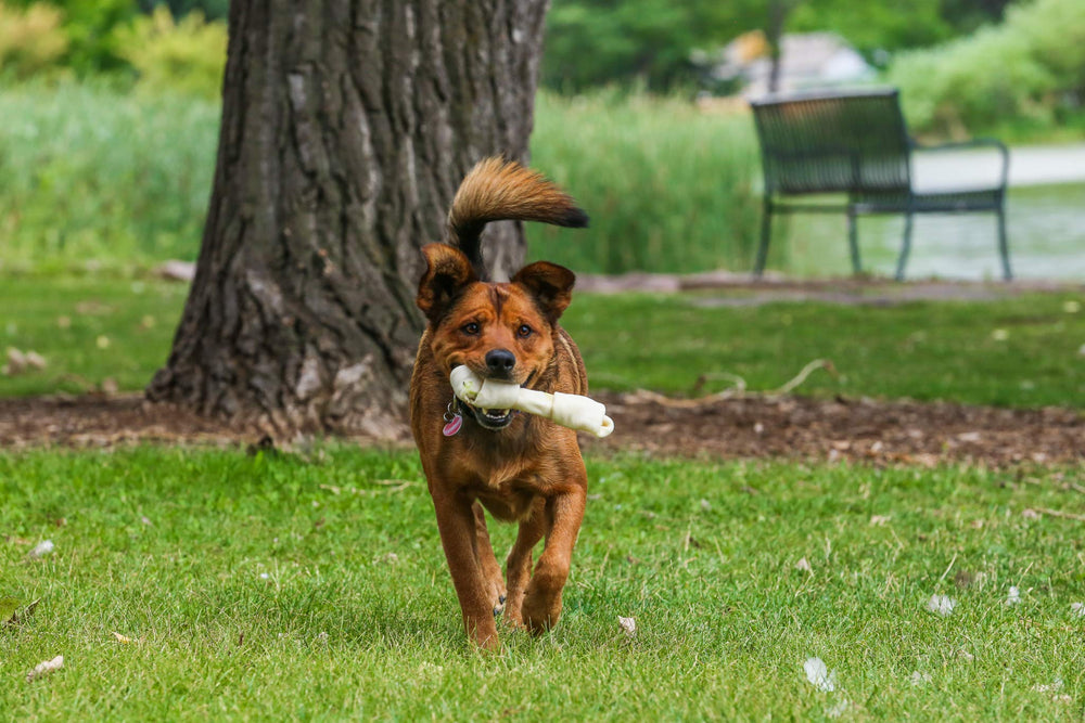Top Dog Chews for aggressive chewers; durable chew with digestible appeal and long-lasting flavor.