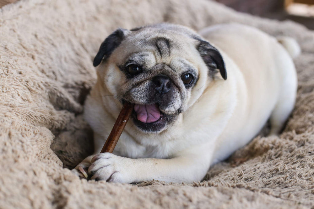 Suitable for dogs of all sizes to enjoy a savory chew.