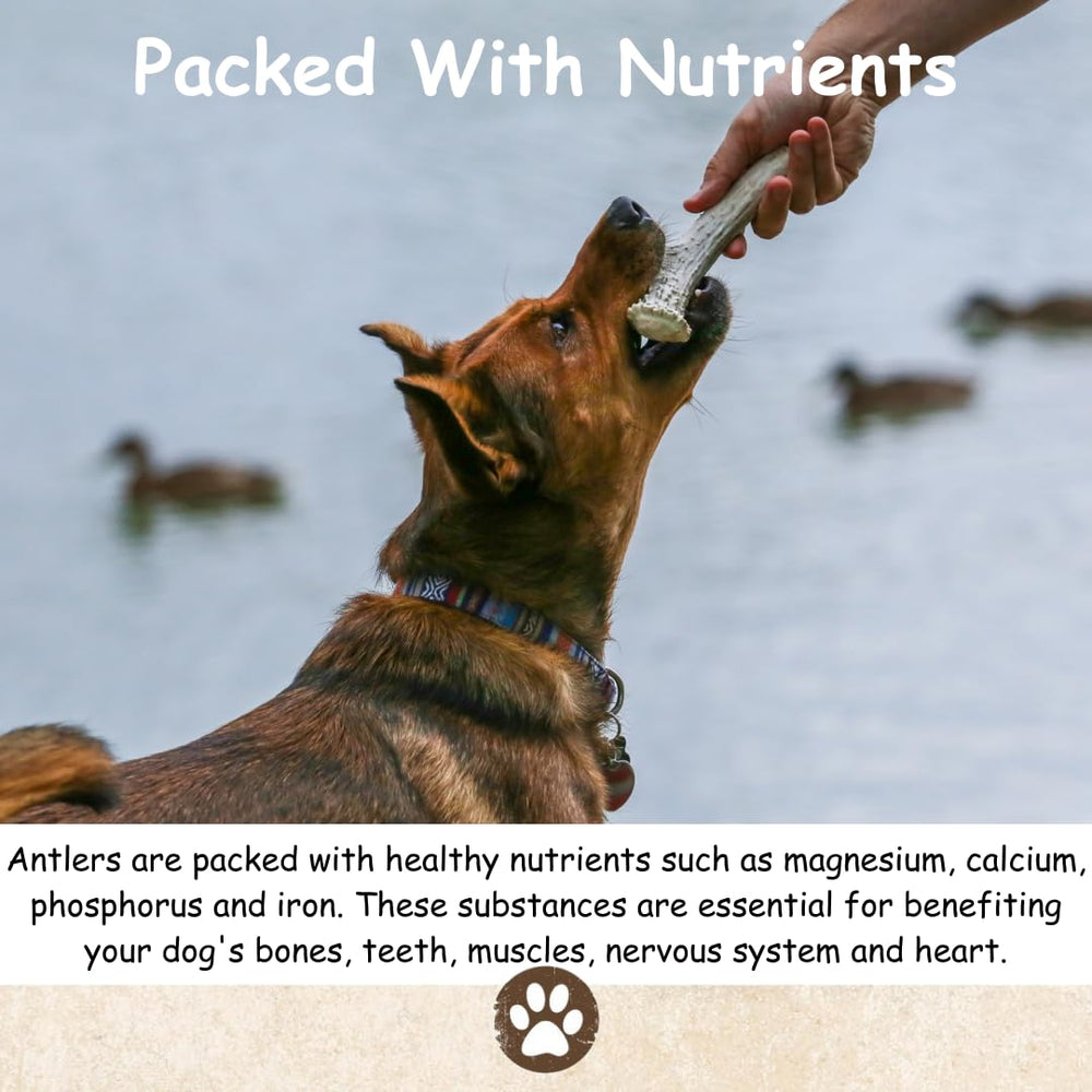 Top Dog Chews antler variety pack collection for strong chewers