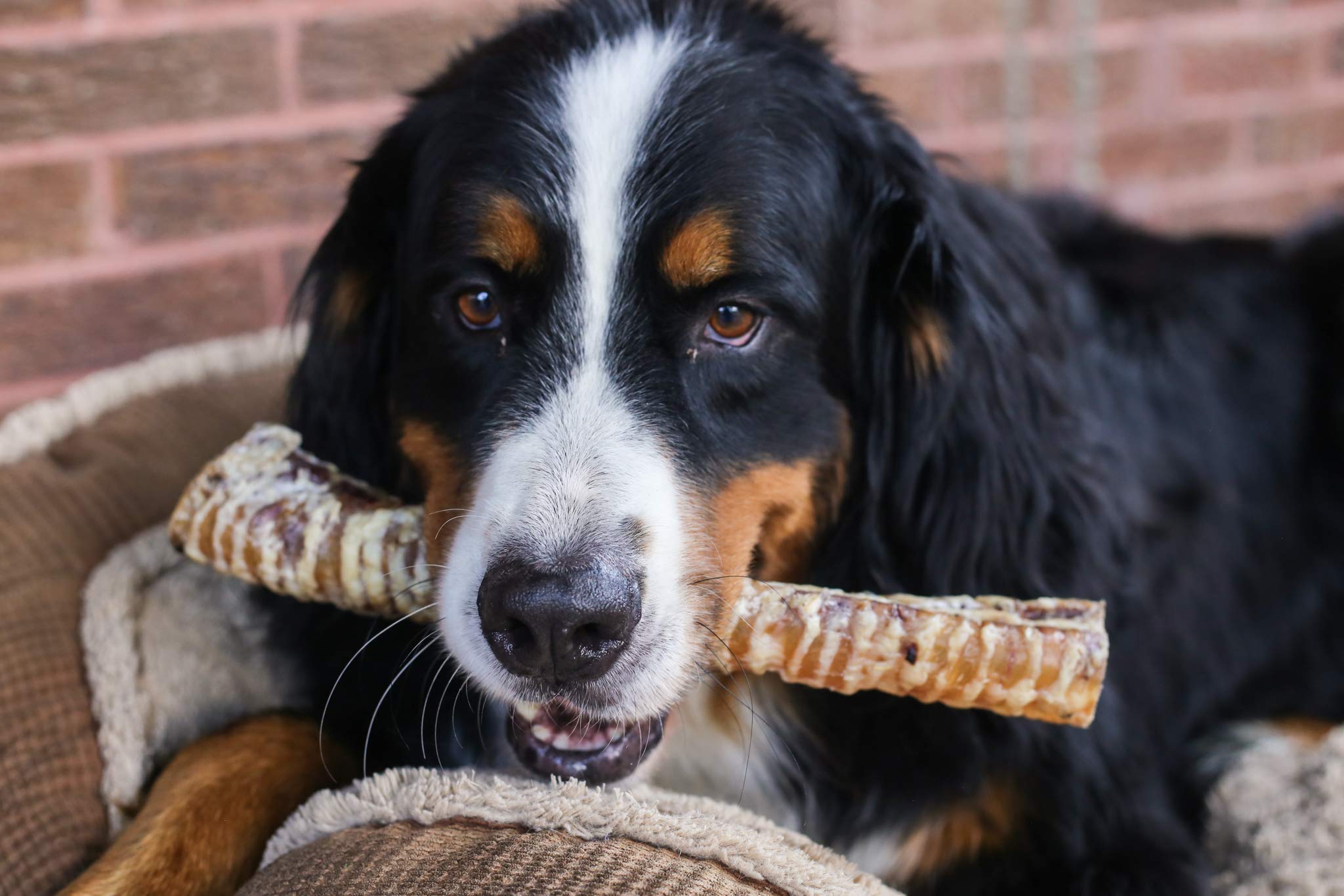 Top Dog Chews dental cleaning trachea helps reduce tartar while keeping dogs engaged